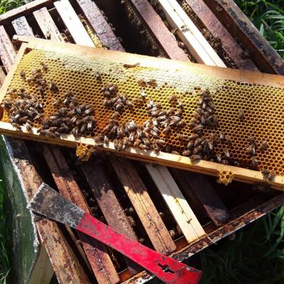 Miel cadre avec abeilles